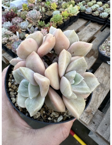 Graptoveria 'Cap Ferrat' 4 têtes