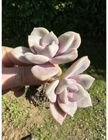 Graptopetalum Purple Delight