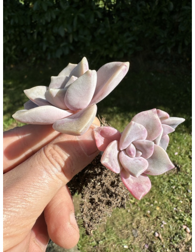 Graptopetalum Purple Delight