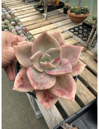 Graptoveria Albert Baynes