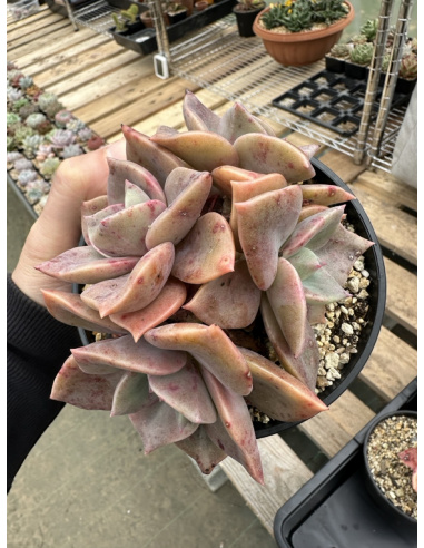 Graptoveria Albert Baynes 4 Têtes