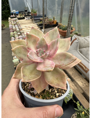 Graptoveria Douglas Huth