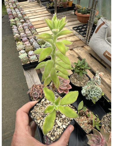 Echeveria Coccinea