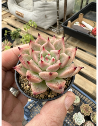 Echeveria x Chihuahua