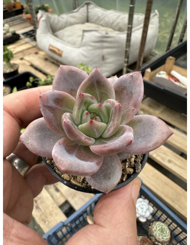 Echeveria Rubin x Laui