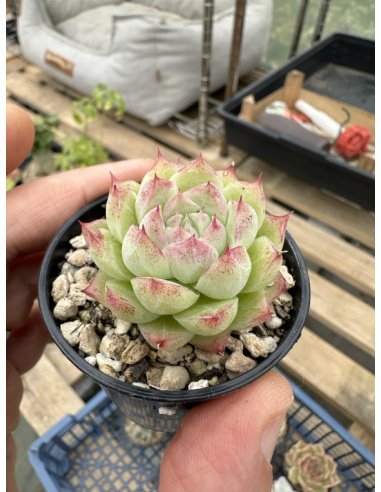 Echeveria SP