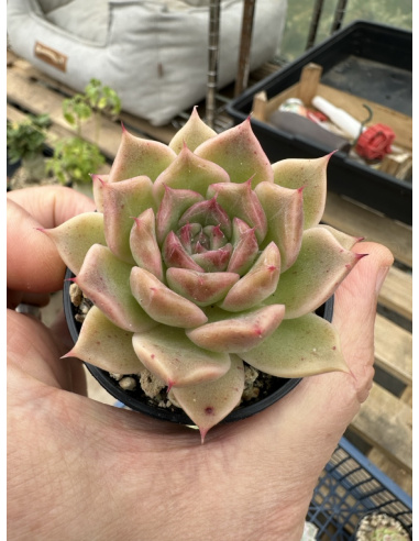 Echeveria SP