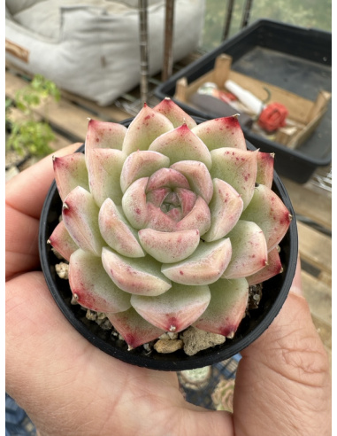 Echeveria SP