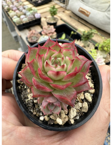 Echeveria Halbingeri x Rubin