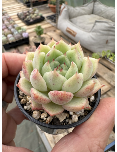 Echeveria SP