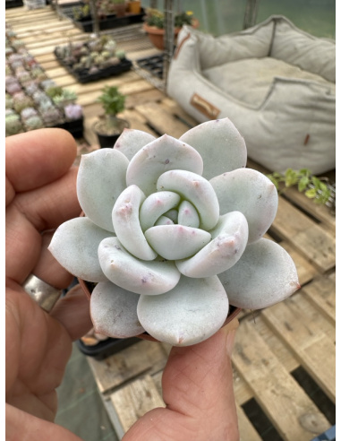 Echeveria Snow Angel semis (Colorata x Laui)