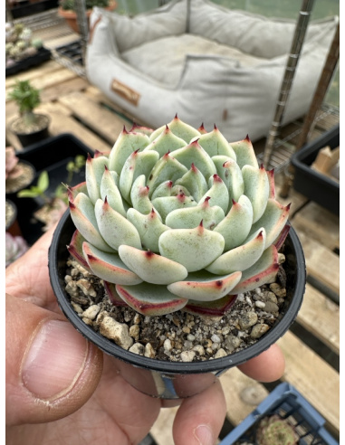 Echeveria x Cuspidata