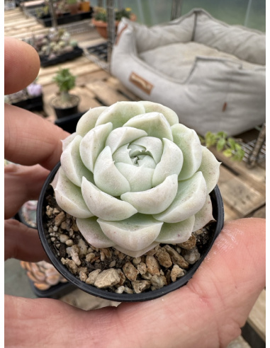 Echeveria Albicans x Alba