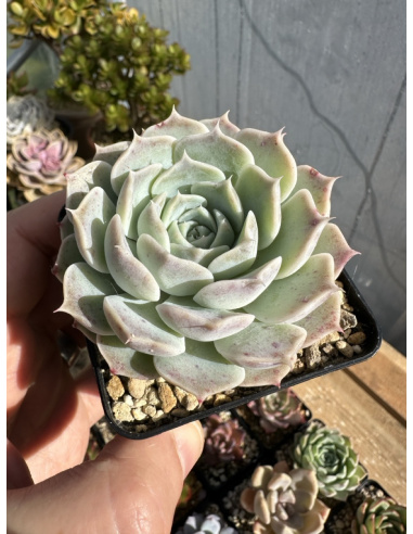 Echeveria Simulans Hybride