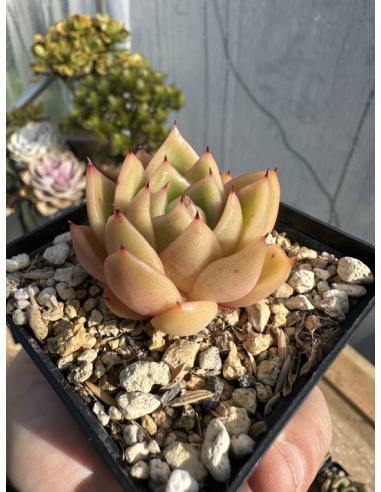 Echeveria Agavoide Hybride SP orange