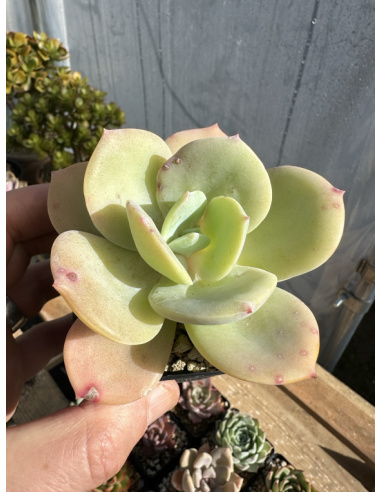 Echeveria Cream Tea