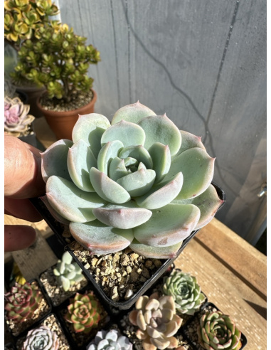 Echeveria SP