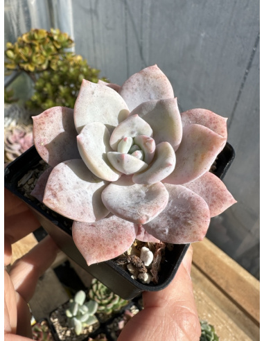 Echeveria Superbum x Laui