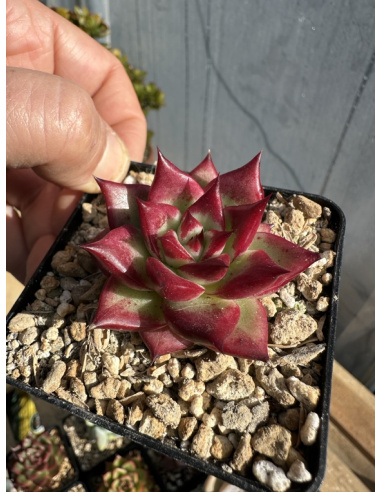 Echeveria Agavoide SP