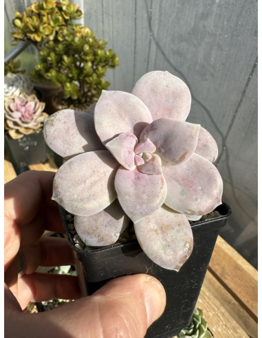 Graptopetalum Superbum