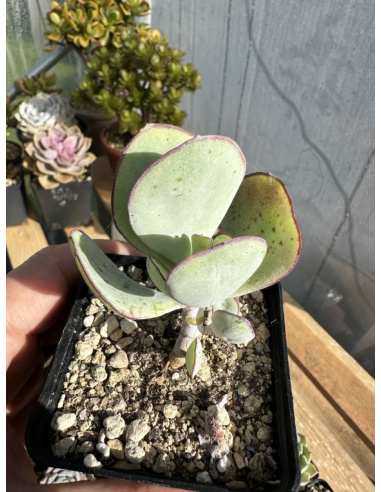 Cotyledon Orbiculata