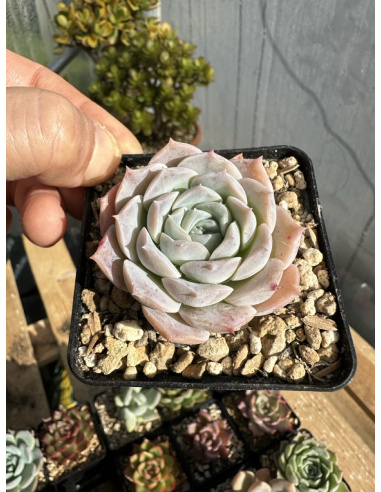 Echeveria Hyalina hybride