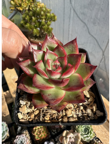 Echeveria Agavoide SP