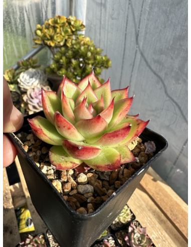 Echeveria agavoide SP