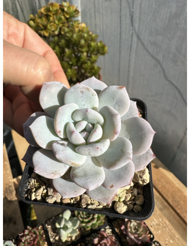 Echeveria Laui Hybride