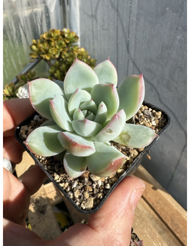 Echeveria Colorata Hybride