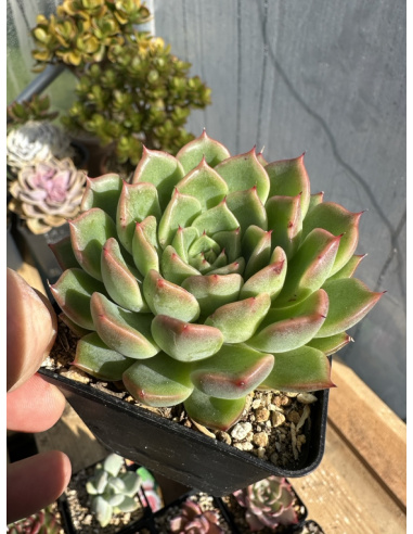 Echeveria Agavoide Hybride