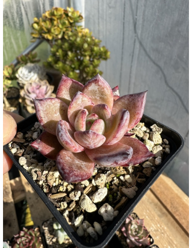 Echeveria Monroe x Rubin