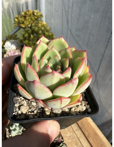 Echeveria Cinderella x Longissima