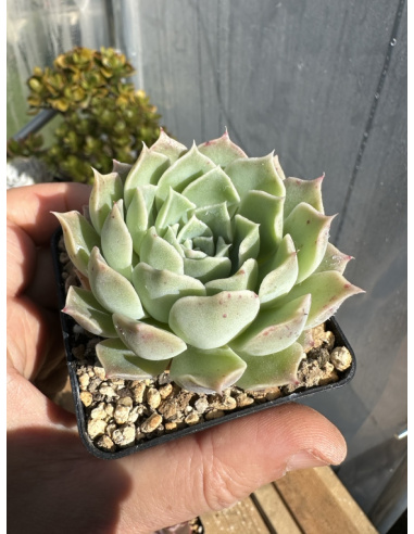 Echeveria x Simulans