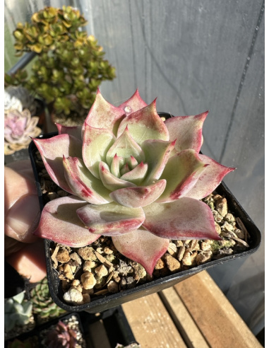 Echeveria Madiba x Romeo Rubin