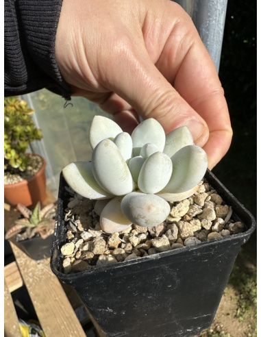 Pachyveria Baby Finger Hybride