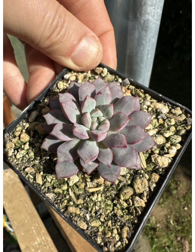 Echeveria Subcorymbosa, Juxtlahuapa (selection)