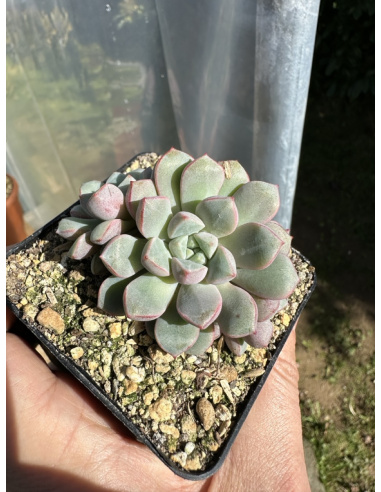 Echeveria