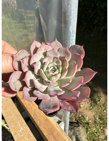 Echeveria 'azulita'