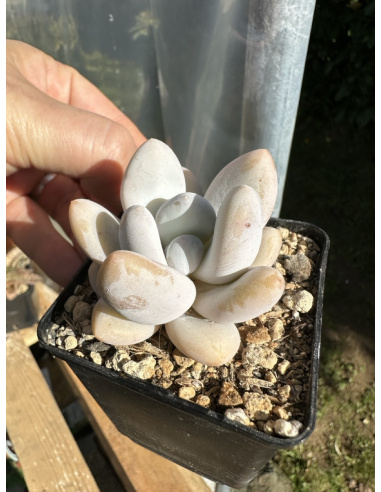 Pachyveria 'white Banana'