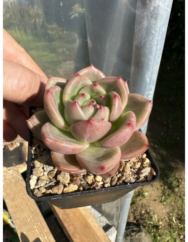 Echeveria Monroe x Rubin (selection)