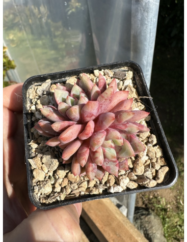 Echeveria Blood Swallow