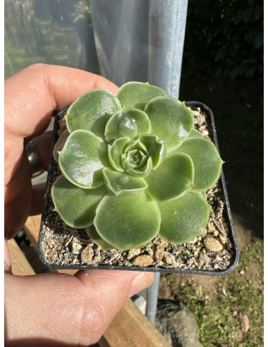 Echeveria Longissima x Rain Drops