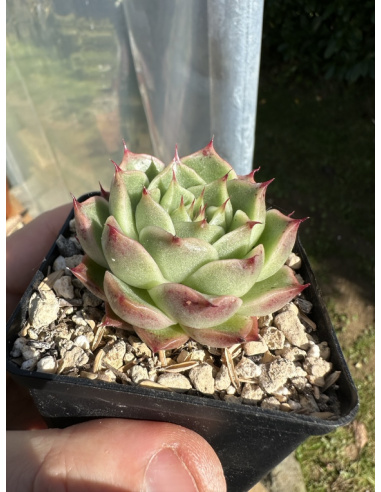 Echeveria Agavoide SP