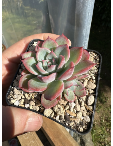 Echeveria Laui x Laulensis