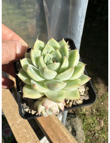 Echeveria Malgan Hybride