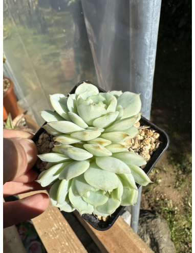 Echeveria Derenbergii Hybride