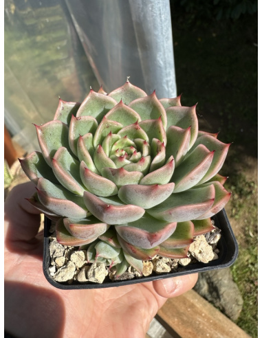 Echeveria Hyalina Hybride