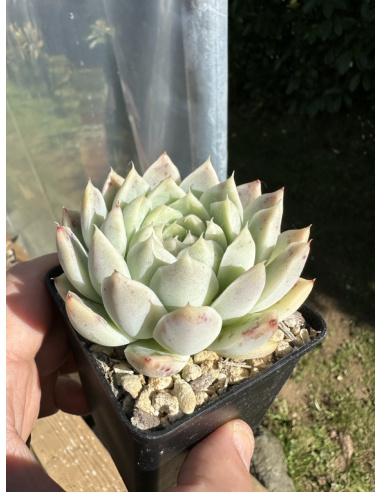 Echeveria Colorata Hybride