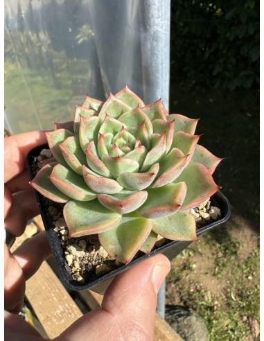 Echeveria agavoide Hybride